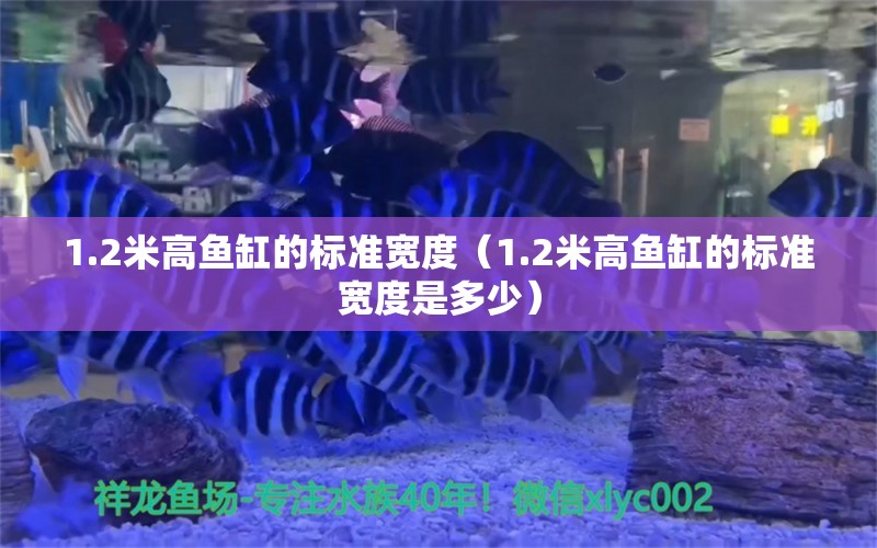 1.2米高魚缸的標(biāo)準(zhǔn)寬度（1.2米高魚缸的標(biāo)準(zhǔn)寬度是多少） 魚缸百科