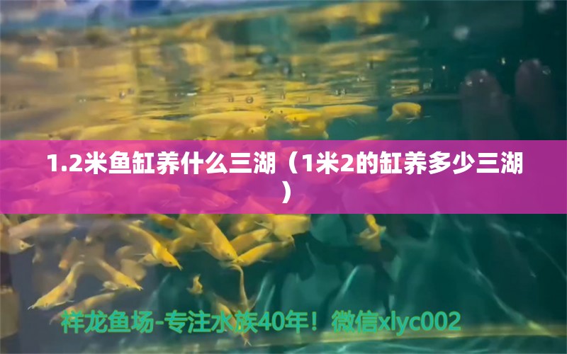 1.2米魚缸養(yǎng)什么三湖（1米2的缸養(yǎng)多少三湖） 白子銀版魚苗