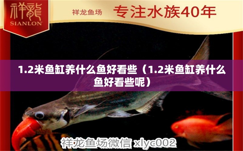 1.2米魚缸養(yǎng)什么魚好看些（1.2米魚缸養(yǎng)什么魚好看些呢）