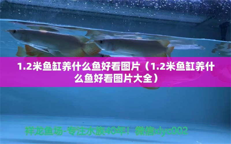 1.2米魚缸養(yǎng)什么魚好看圖片（1.2米魚缸養(yǎng)什么魚好看圖片大全） 其他品牌魚缸