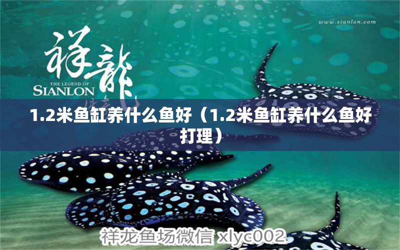 1.2米魚缸養(yǎng)什么魚好（1.2米魚缸養(yǎng)什么魚好打理） 廣州景觀設(shè)計