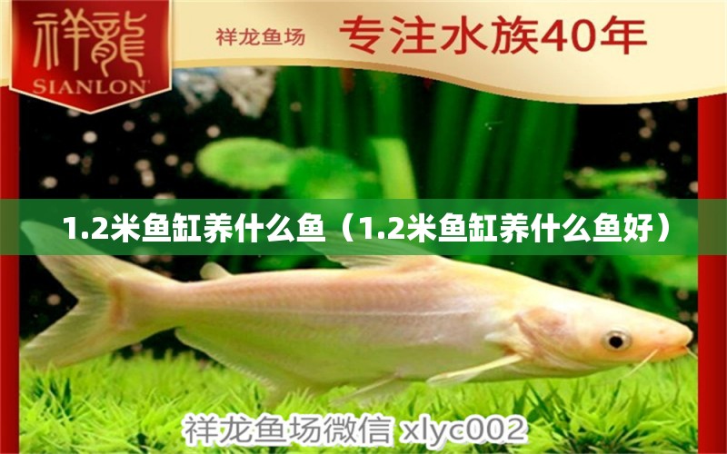 1.2米魚缸養(yǎng)什么魚（1.2米魚缸養(yǎng)什么魚好）