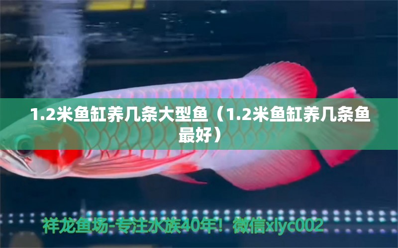 1.2米魚(yú)缸養(yǎng)幾條大型魚(yú)（1.2米魚(yú)缸養(yǎng)幾條魚(yú)最好） PH調(diào)節(jié)劑