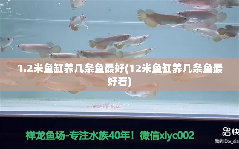 1.2米魚缸養(yǎng)幾條魚最好(12米魚缸養(yǎng)幾條魚最好看) 熊貓異形魚L46