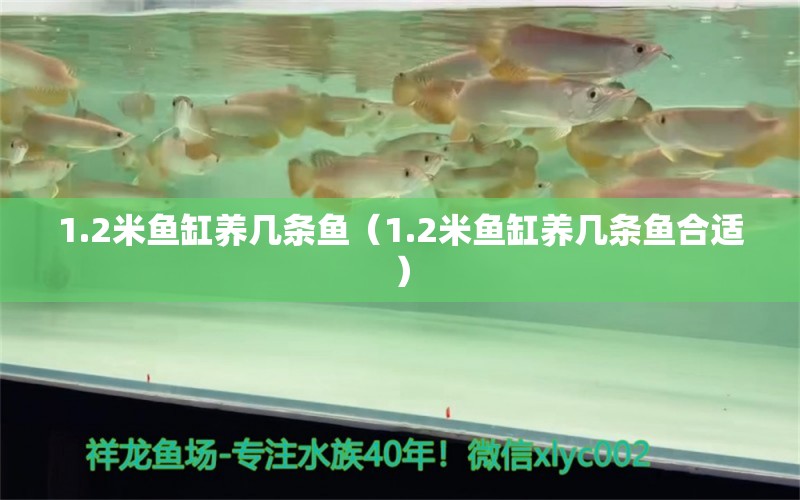 1.2米魚(yú)缸養(yǎng)幾條魚(yú)（1.2米魚(yú)缸養(yǎng)幾條魚(yú)合適） 魚(yú)缸百科