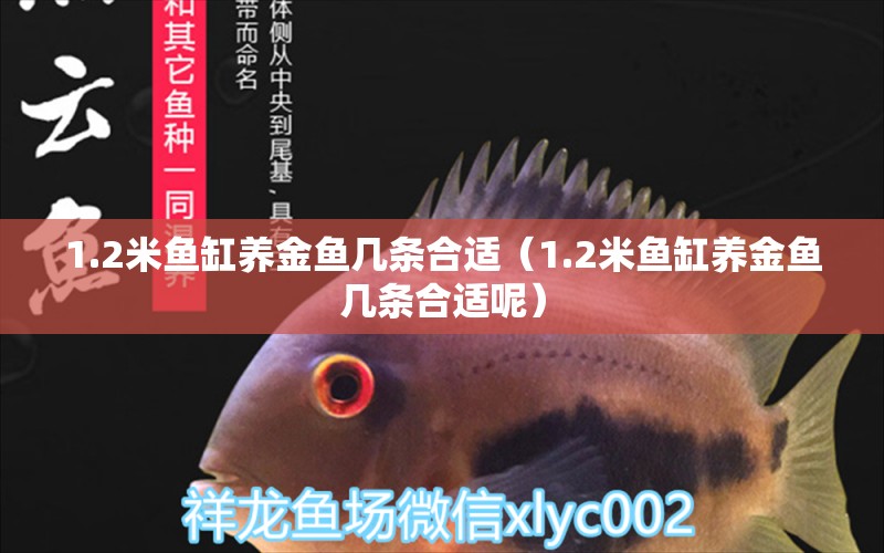 1.2米魚缸養(yǎng)金魚幾條合適（1.2米魚缸養(yǎng)金魚幾條合適呢）