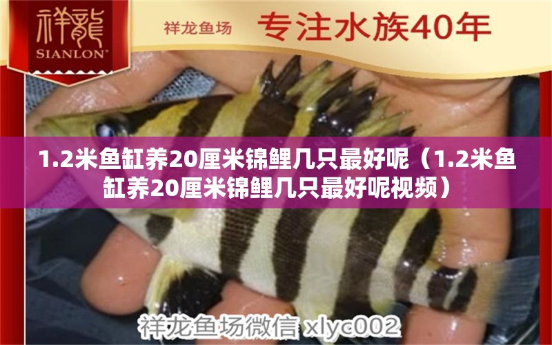 1.2米魚缸養(yǎng)20厘米錦鯉幾只最好呢（1.2米魚缸養(yǎng)20厘米錦鯉幾只最好呢視頻） 魚缸百科