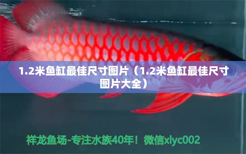 1.2米魚缸最佳尺寸圖片（1.2米魚缸最佳尺寸圖片大全）