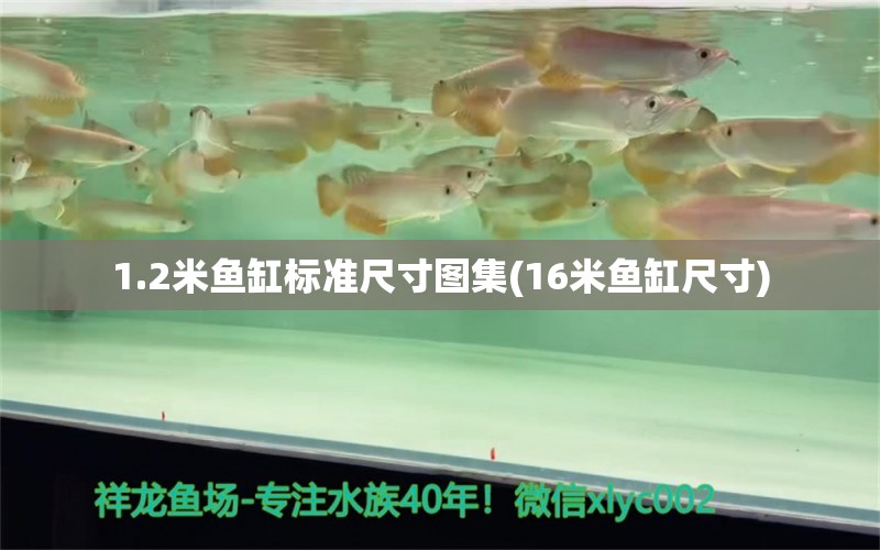 1.2米魚缸標(biāo)準(zhǔn)尺寸圖集(16米魚缸尺寸)