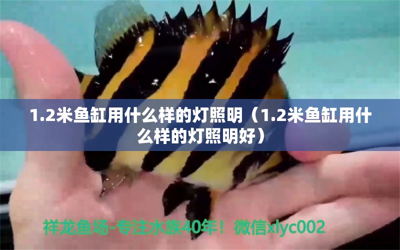 1.2米魚缸用什么樣的燈照明（1.2米魚缸用什么樣的燈照明好）