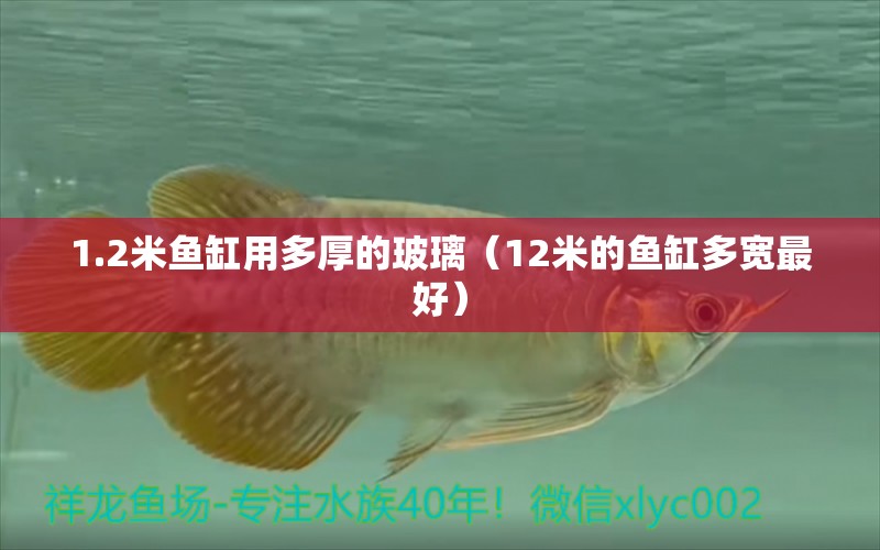 1.2米魚缸用多厚的玻璃（12米的魚缸多寬最好） 養(yǎng)魚知識 第1張