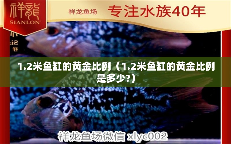 1.2米魚缸的黃金比例（1.2米魚缸的黃金比例是多少?）