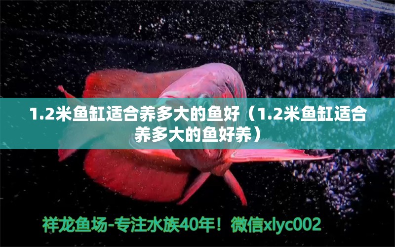 1.2米魚(yú)缸適合養(yǎng)多大的魚(yú)好（1.2米魚(yú)缸適合養(yǎng)多大的魚(yú)好養(yǎng)） 其他品牌魚(yú)缸