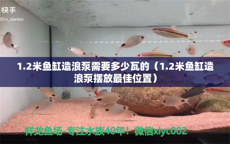 1.2米魚缸造浪泵需要多少瓦的（1.2米魚缸造浪泵擺放最佳位置）