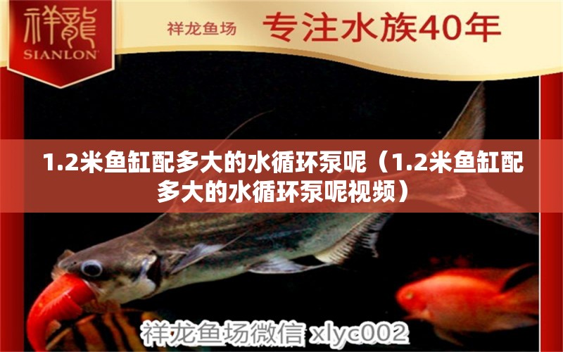 1.2米魚(yú)缸配多大的水循環(huán)泵呢（1.2米魚(yú)缸配多大的水循環(huán)泵呢視頻）