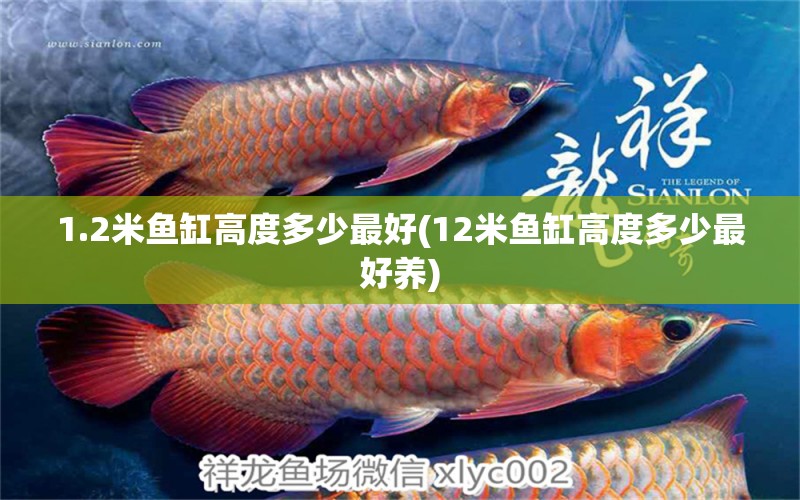 1.2米魚缸高度多少最好(12米魚缸高度多少最好養(yǎng)) 黃金招財(cái)貓魚