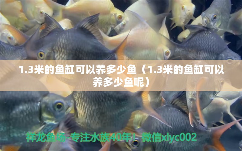 1.3米的魚缸可以養(yǎng)多少魚（1.3米的魚缸可以養(yǎng)多少魚呢）