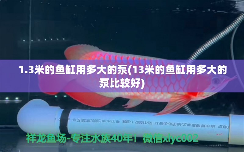 1.3米的魚(yú)缸用多大的泵(13米的魚(yú)缸用多大的泵比較好) 斑馬鴨嘴魚(yú)