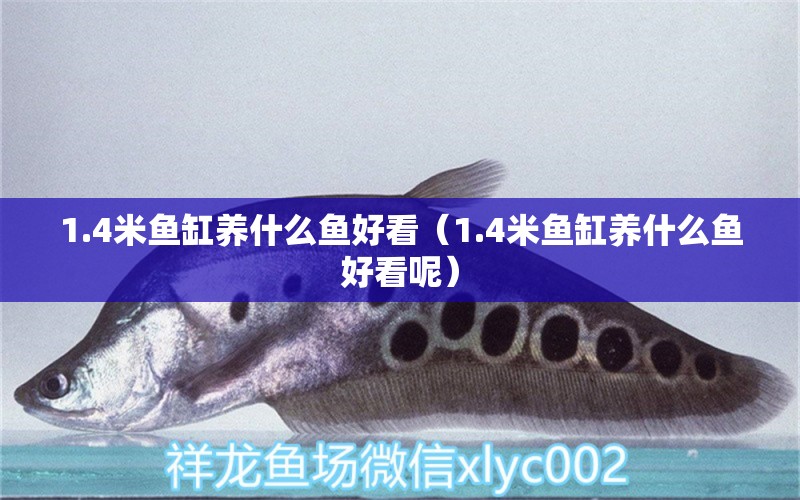 1.4米魚缸養(yǎng)什么魚好看（1.4米魚缸養(yǎng)什么魚好看呢） 其他品牌魚缸