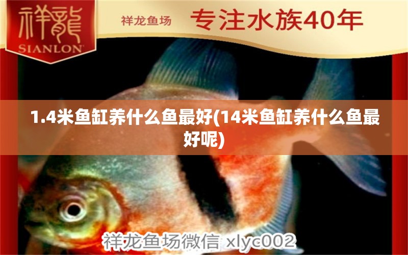 1.4米魚缸養(yǎng)什么魚最好(14米魚缸養(yǎng)什么魚最好呢) 斑馬鴨嘴魚