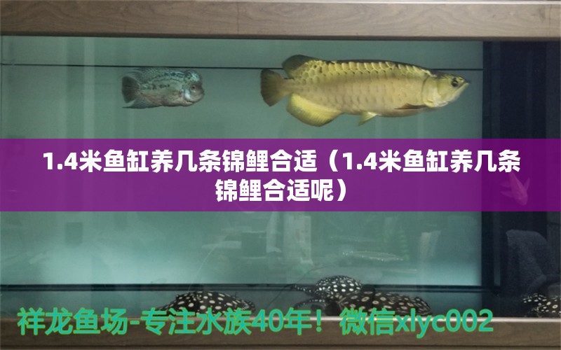 1.4米魚缸養(yǎng)幾條錦鯉合適（1.4米魚缸養(yǎng)幾條錦鯉合適呢） 其他品牌魚缸 第1張