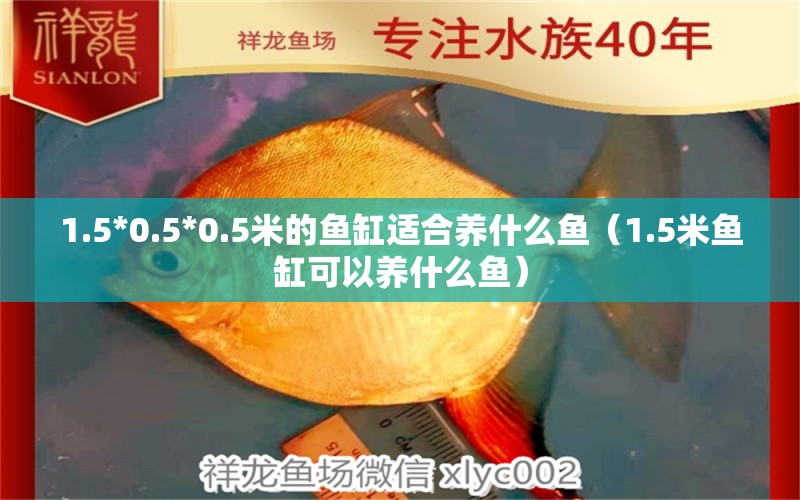 1.5*0.5*0.5米的魚(yú)缸適合養(yǎng)什么魚(yú)（1.5米魚(yú)缸可以養(yǎng)什么魚(yú)）