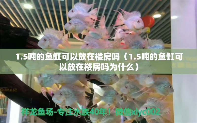 1.5噸的魚(yú)缸可以放在樓房嗎（1.5噸的魚(yú)缸可以放在樓房嗎為什么）