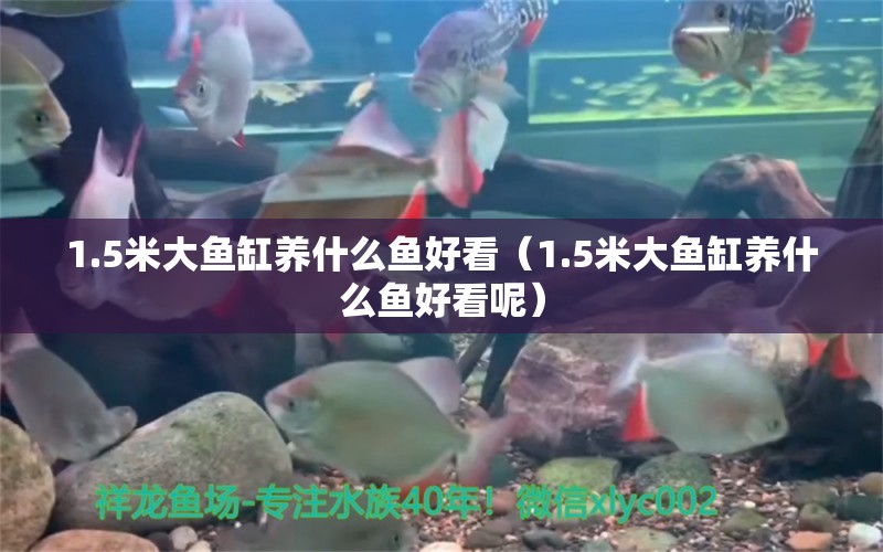 1.5米大魚缸養(yǎng)什么魚好看（1.5米大魚缸養(yǎng)什么魚好看呢）