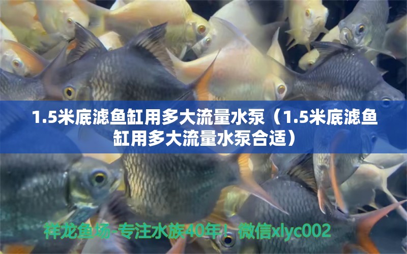 1.5米底濾魚缸用多大流量水泵（1.5米底濾魚缸用多大流量水泵合適） 魚缸百科