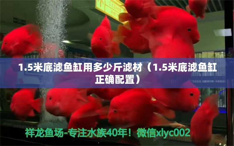 1.5米底濾魚缸用多少斤濾材（1.5米底濾魚缸正確配置）