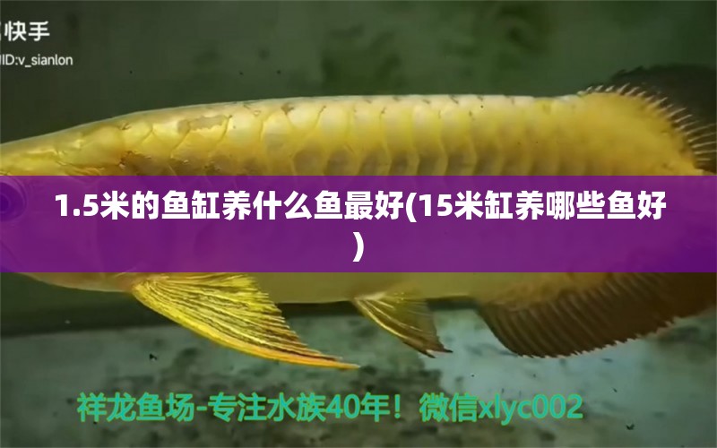 1.5米的魚(yú)缸養(yǎng)什么魚(yú)最好(15米缸養(yǎng)哪些魚(yú)好) 撒旦鴨嘴魚(yú) 第1張