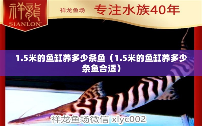 1.5米的魚(yú)缸養(yǎng)多少條魚(yú)（1.5米的魚(yú)缸養(yǎng)多少條魚(yú)合適） 祥龍水族醫(yī)院