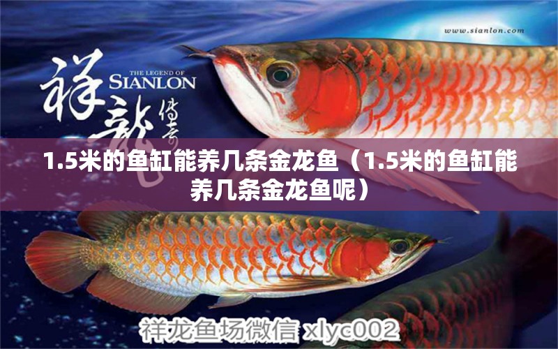 1.5米的魚缸能養(yǎng)幾條金龍魚（1.5米的魚缸能養(yǎng)幾條金龍魚呢） 其他品牌魚缸