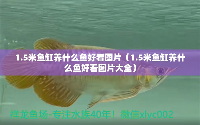 1.5米魚缸養(yǎng)什么魚好看圖片（1.5米魚缸養(yǎng)什么魚好看圖片大全）