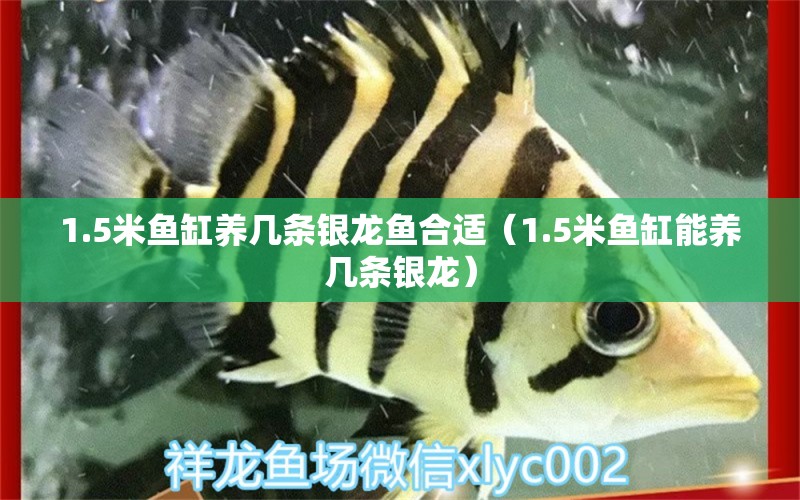 1.5米魚缸養(yǎng)幾條銀龍魚合適（1.5米魚缸能養(yǎng)幾條銀龍）