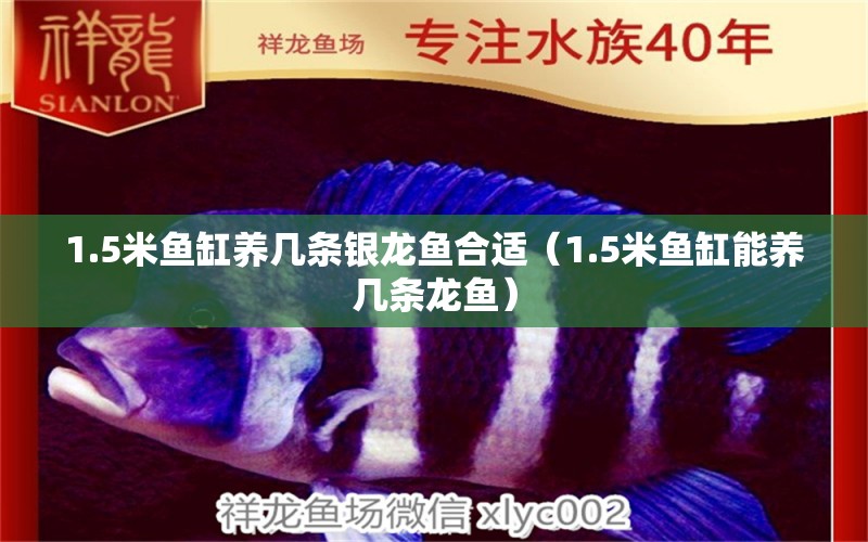 1.5米魚缸養(yǎng)幾條銀龍魚合適（1.5米魚缸能養(yǎng)幾條龍魚）