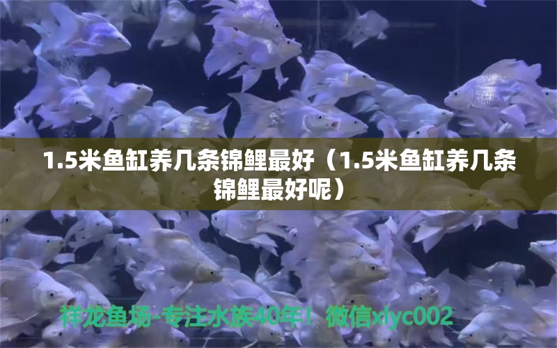 1.5米魚缸養(yǎng)幾條錦鯉最好（1.5米魚缸養(yǎng)幾條錦鯉最好呢） 量子養(yǎng)魚技術(shù)