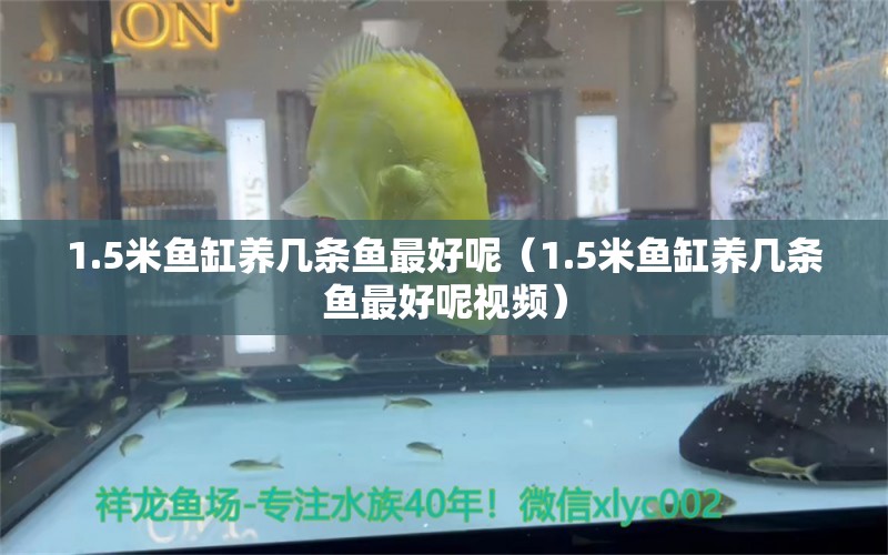 1.5米魚缸養(yǎng)幾條魚最好呢（1.5米魚缸養(yǎng)幾條魚最好呢視頻）