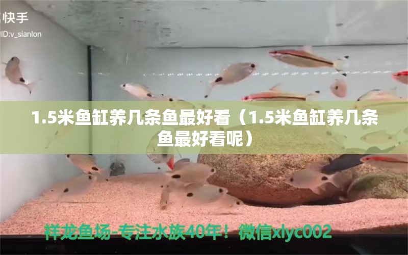 1.5米魚缸養(yǎng)幾條魚最好看（1.5米魚缸養(yǎng)幾條魚最好看呢）