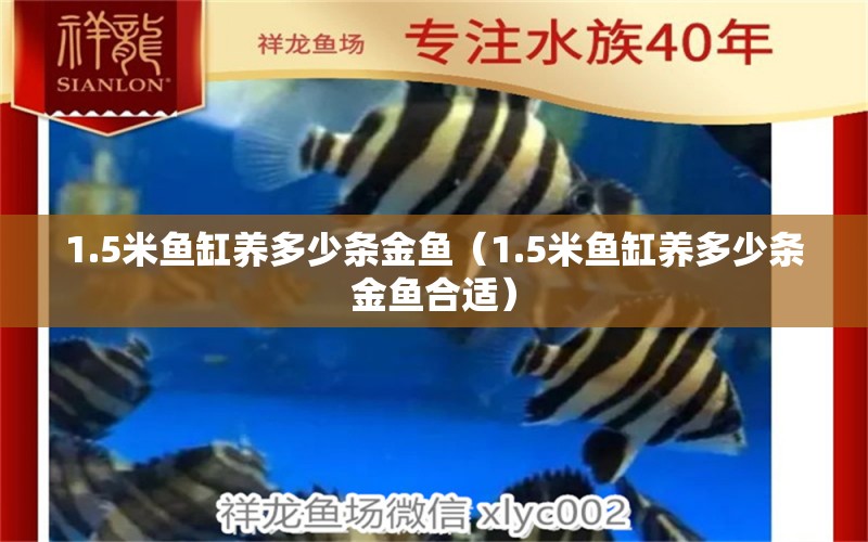 1.5米魚缸養(yǎng)多少條金魚（1.5米魚缸養(yǎng)多少條金魚合適）