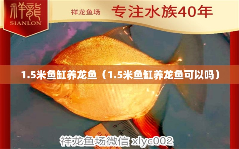 1.5米魚缸養(yǎng)龍魚（1.5米魚缸養(yǎng)龍魚可以嗎）