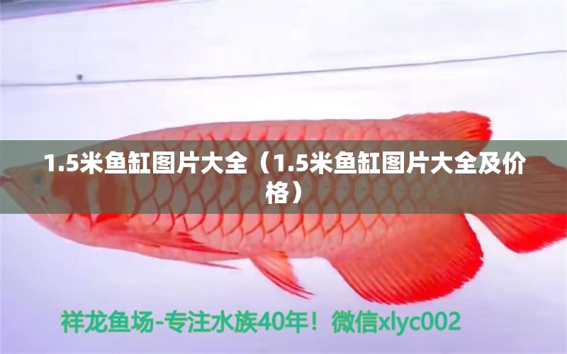 1.5米魚缸圖片大全（1.5米魚缸圖片大全及價格） 祥龍水族醫(yī)院