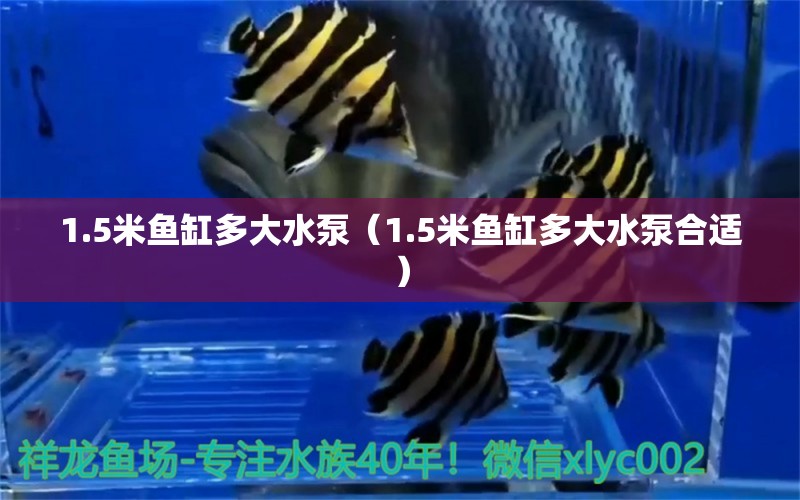 1.5米魚(yú)缸多大水泵（1.5米魚(yú)缸多大水泵合適）