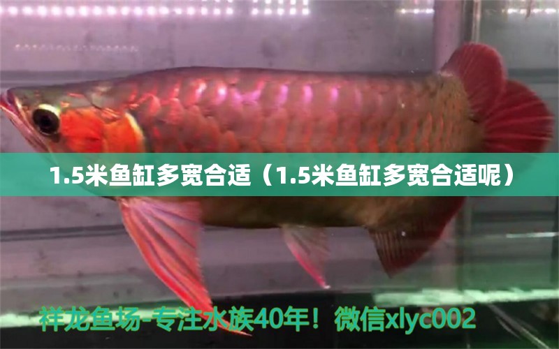 1.5米魚缸多寬合適（1.5米魚缸多寬合適呢）