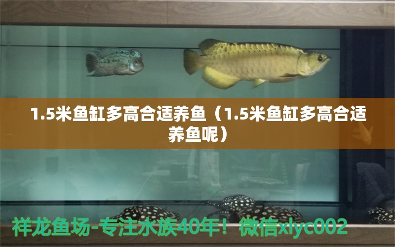 1.5米魚缸多高合適養(yǎng)魚（1.5米魚缸多高合適養(yǎng)魚呢）