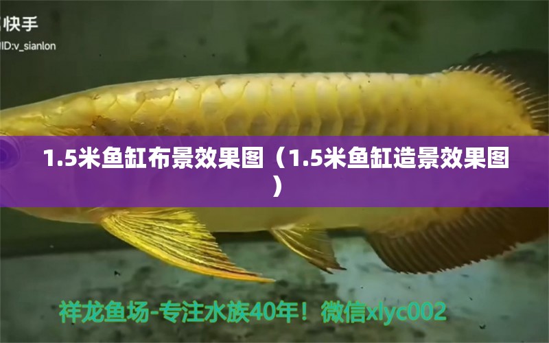 1.5米魚缸布景效果圖（1.5米魚缸造景效果圖）