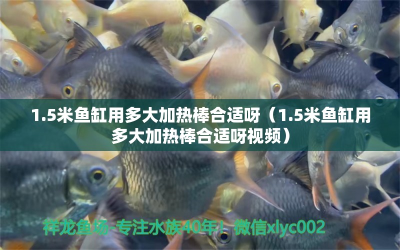 1.5米魚缸用多大加熱棒合適呀（1.5米魚缸用多大加熱棒合適呀視頻）