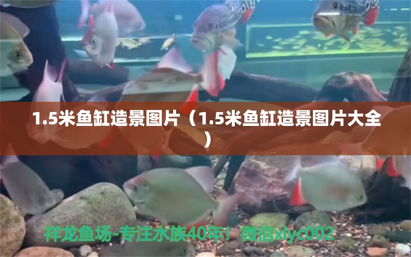 1.5米魚(yú)缸造景圖片（1.5米魚(yú)缸造景圖片大全）