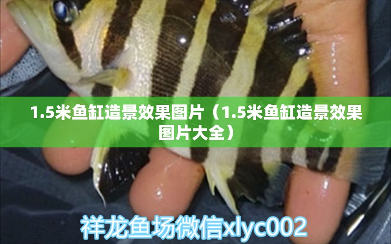 1.5米魚缸造景效果圖片（1.5米魚缸造景效果圖片大全）