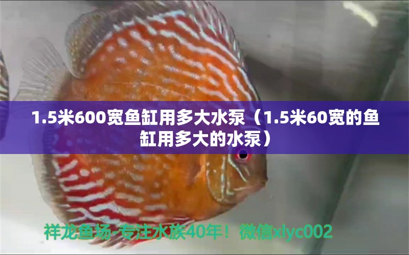 1.5米600寬魚缸用多大水泵（1.5米60寬的魚缸用多大的水泵）